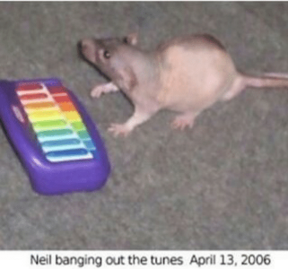 Neil banging out the tunes (April 13, 2006)